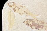 Three Knightia Fossil Fish - Wyoming #85481-2
